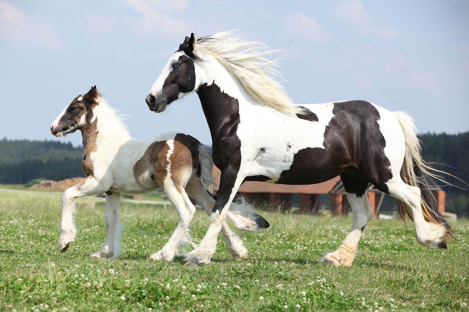 can-seaweed-for-horses-help-irish-breeders-gain-more-renown